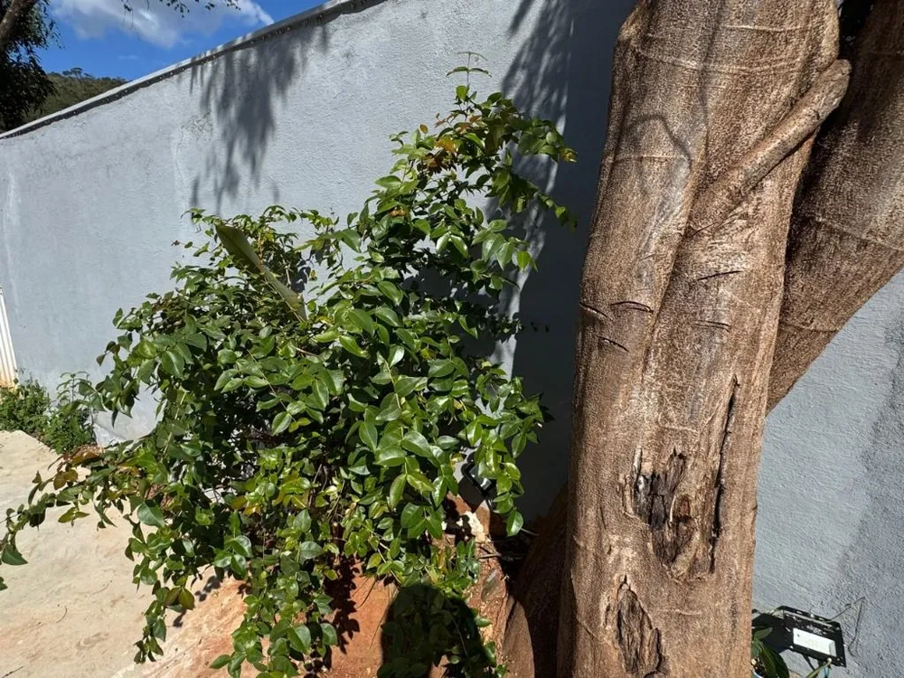 Casa, 1 quarto, 900 m² - Foto 19