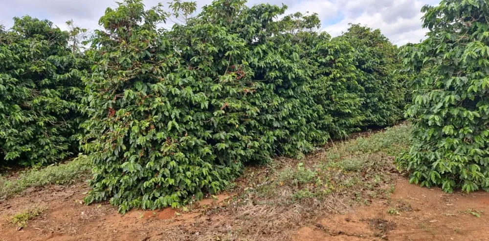Fazenda, 177 hectares - Foto 2