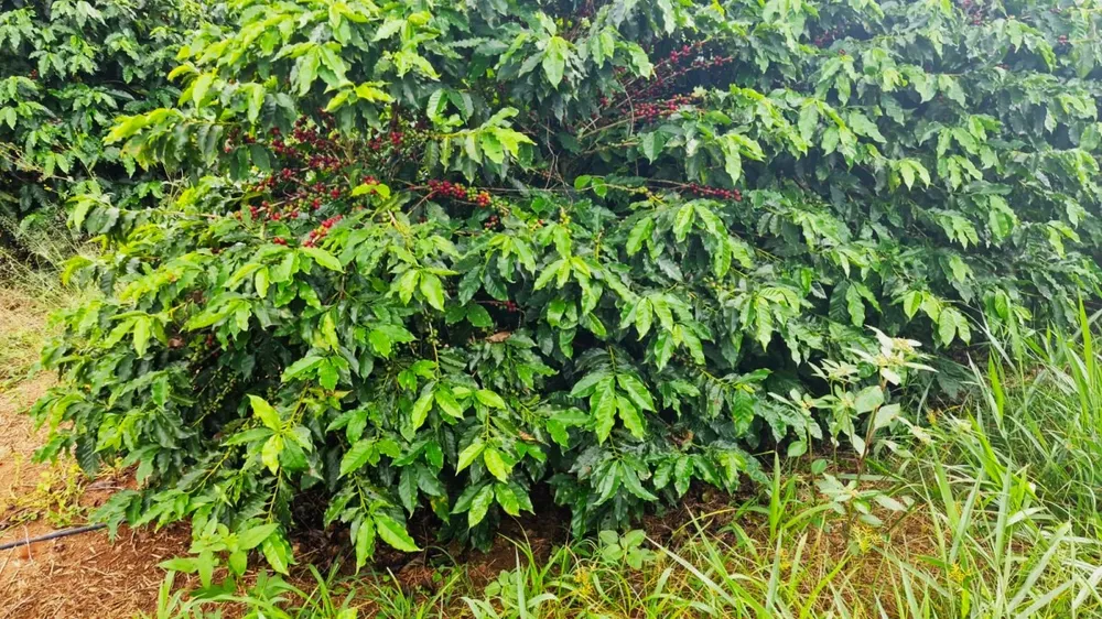 Fazenda, 177 hectares - Foto 4