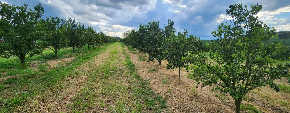 Fazenda, 730 m² - Foto 10