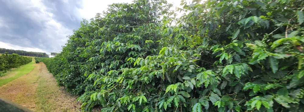 Fazenda, 730 m² - Foto 1