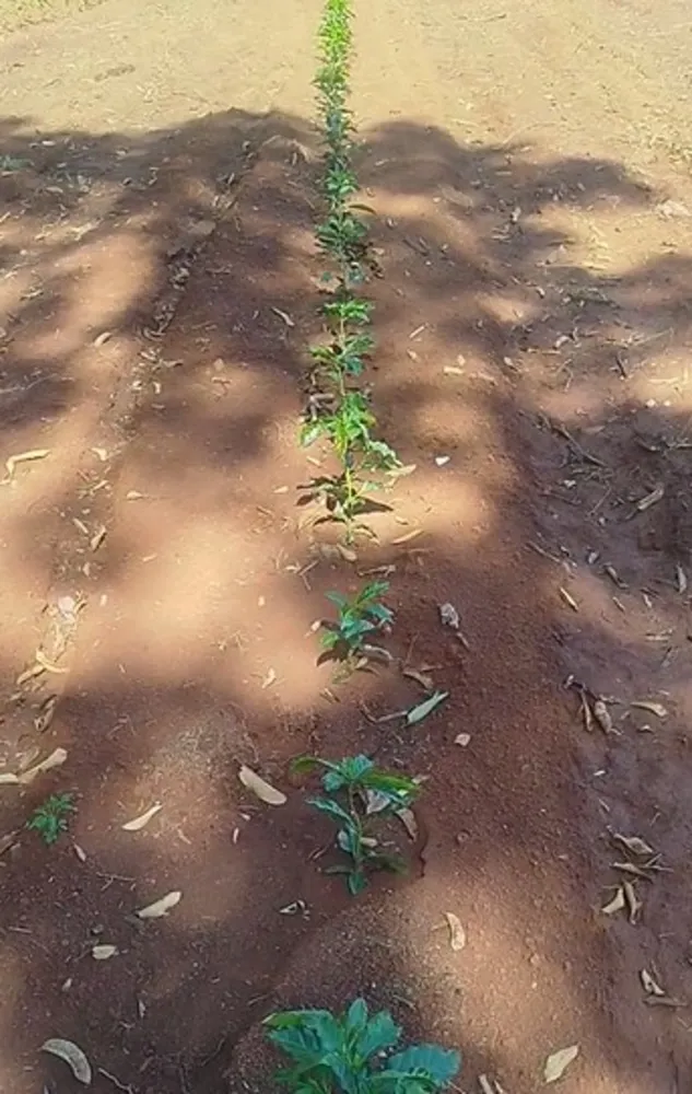 Fazenda, 730 m² - Foto 17