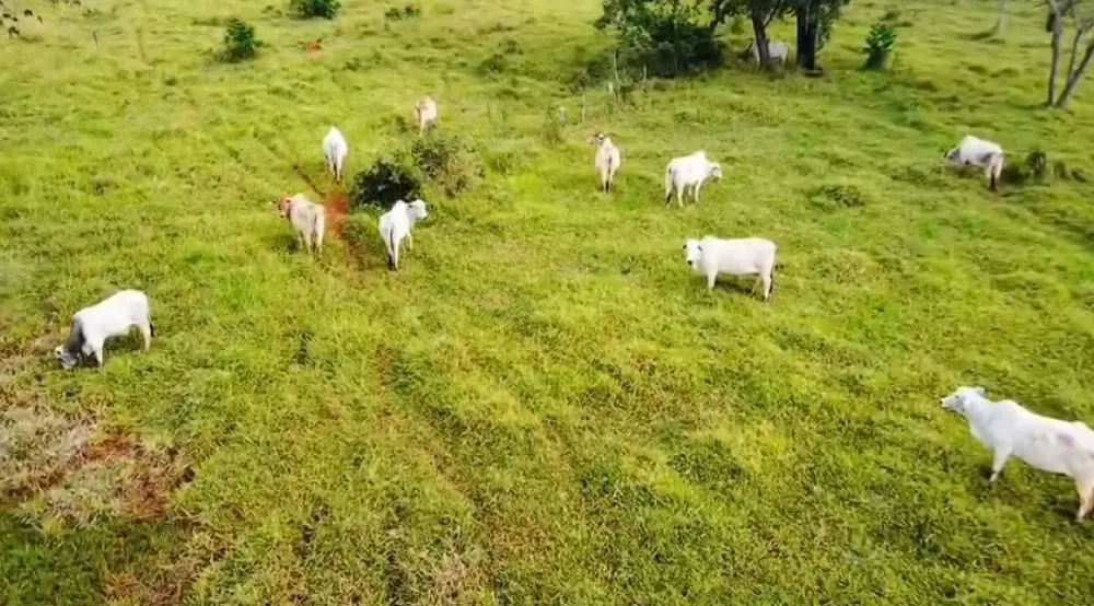Fazenda, 168 hectares - Foto 1