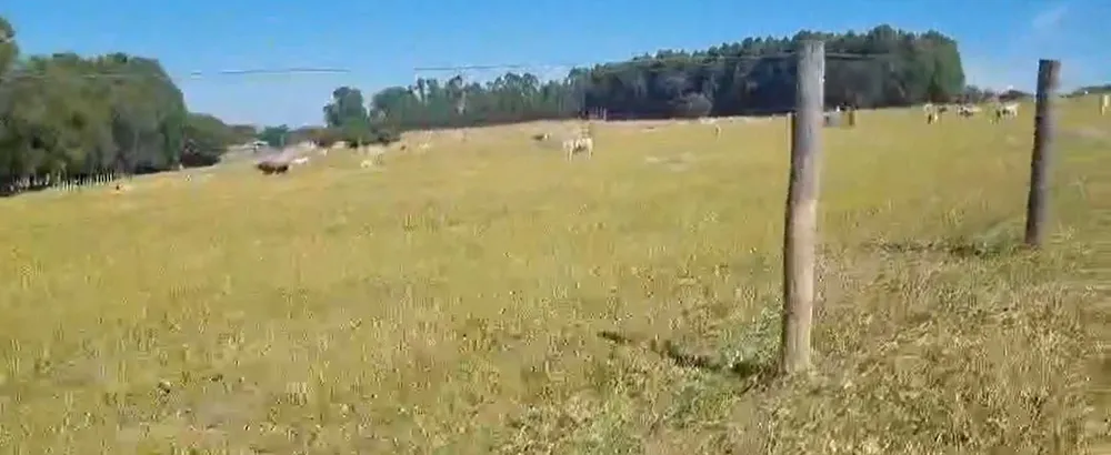 Fazenda, 600 hectares - Foto 1