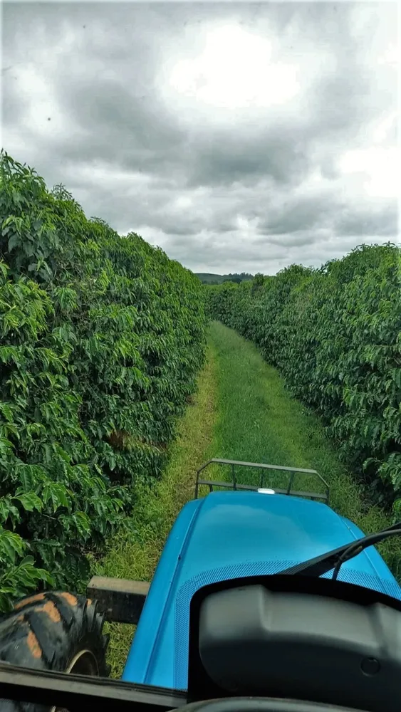 Fazenda, 239 hectares - Foto 10