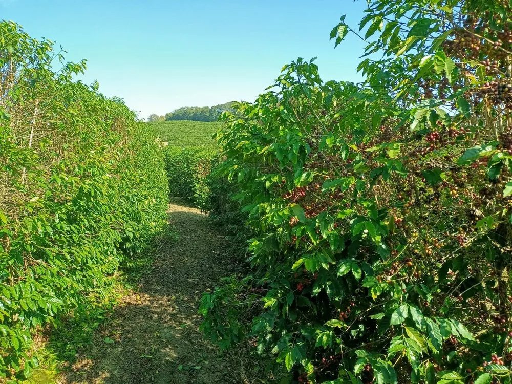 Fazenda, 239 hectares - Foto 10