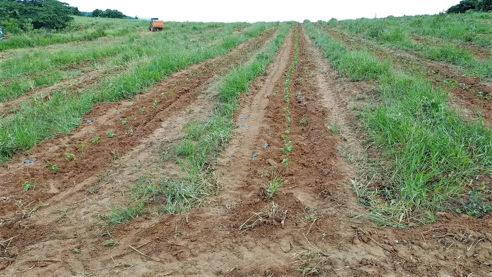 Fazenda, 239 hectares - Foto 7