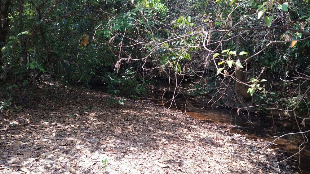 Chácara à venda com 1 quarto, 10000m² - Foto 13