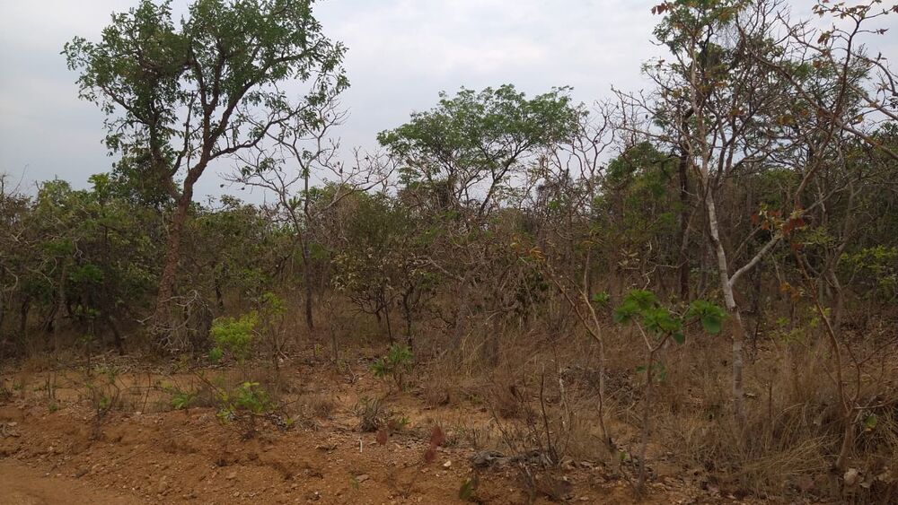 Chácara à venda com 1 quarto, 10000m² - Foto 11