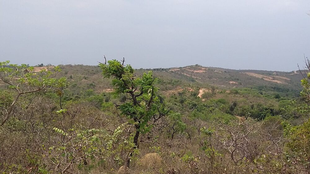 Chácara à venda com 1 quarto, 10000m² - Foto 10