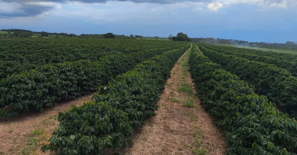 Fazenda, 114 hectares - Foto 2