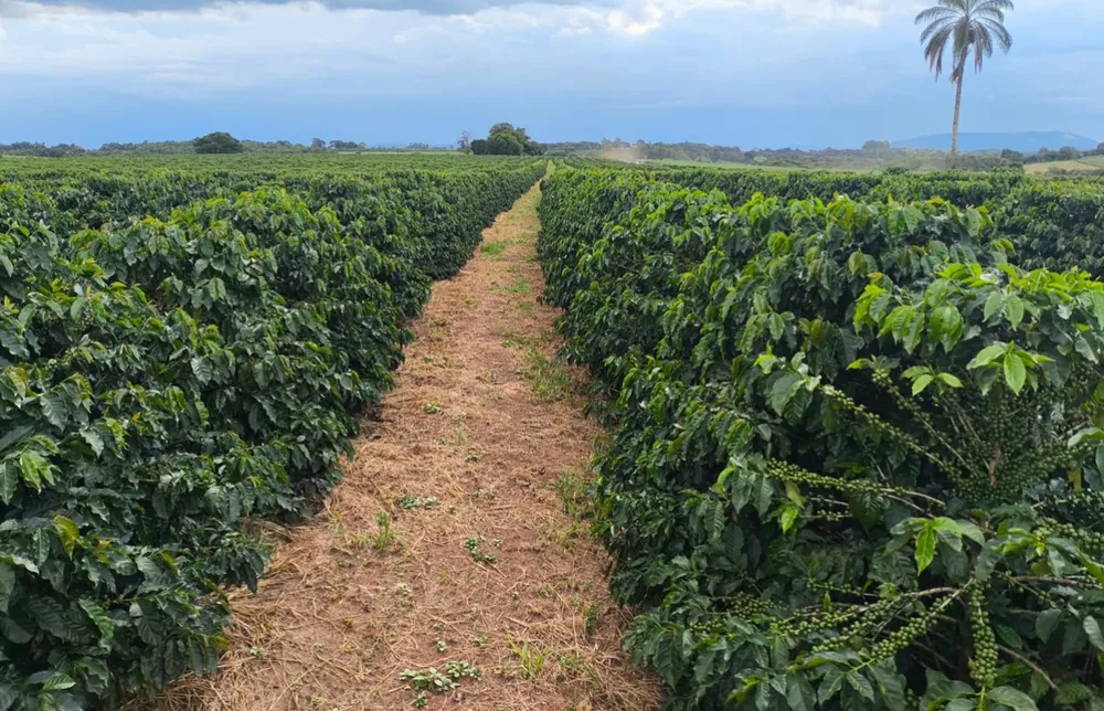 Fazenda, 114 hectares - Foto 1