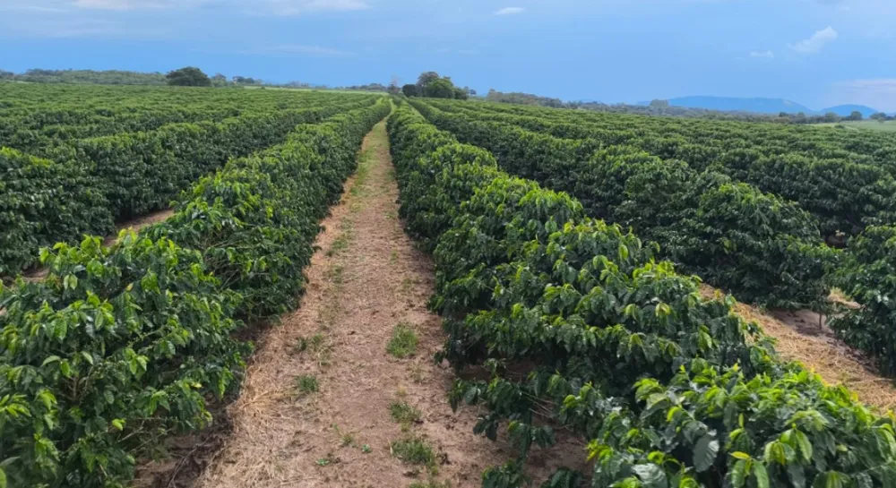 Fazenda, 114 hectares - Foto 6