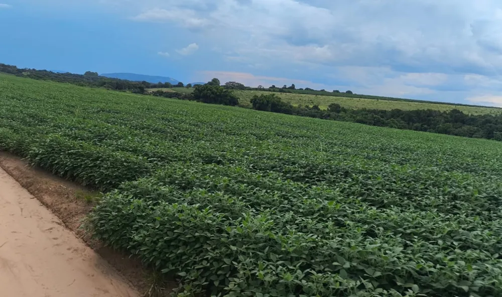 Fazenda, 114 hectares - Foto 8