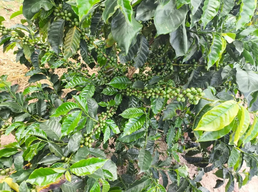 Fazenda, 114 hectares - Foto 9