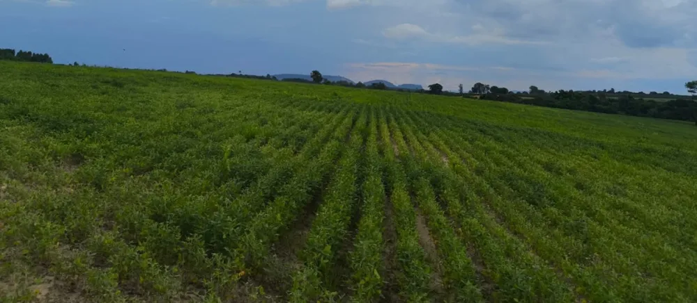 Fazenda, 114 hectares - Foto 14