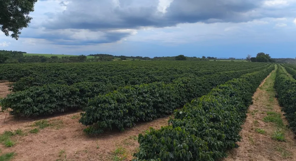 Fazenda, 114 hectares - Foto 8