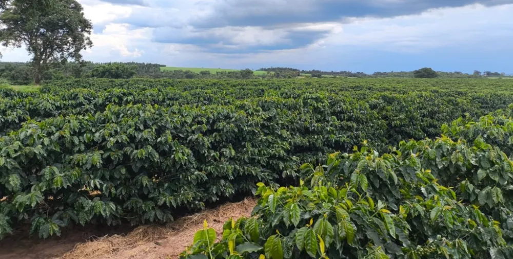Fazenda, 114 hectares - Foto 3