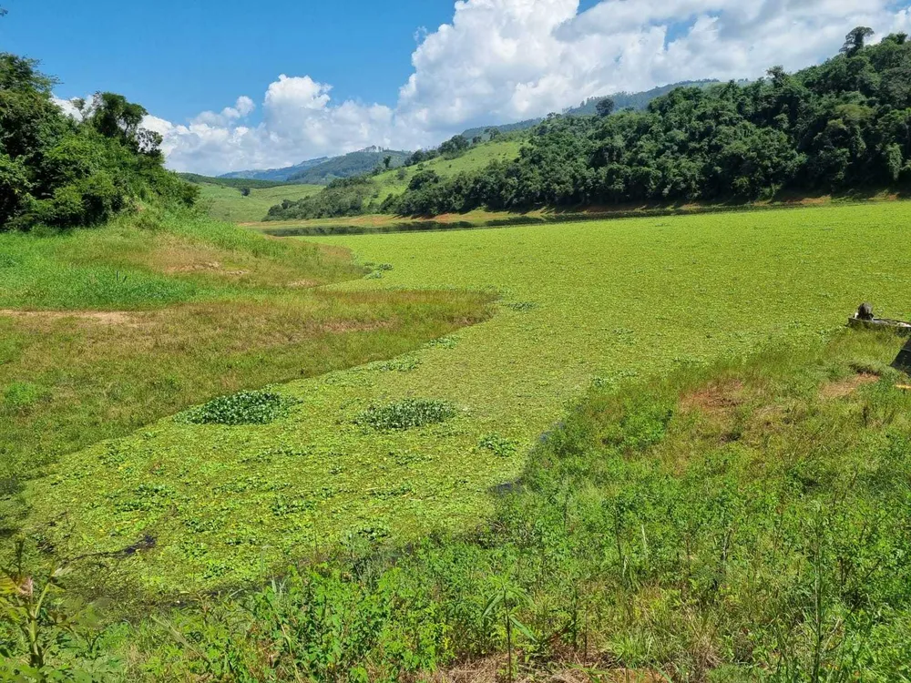 Fazenda, 226 hectares - Foto 15