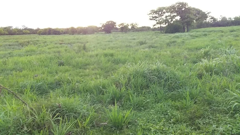 Fazenda, 1 quarto - Foto 4
