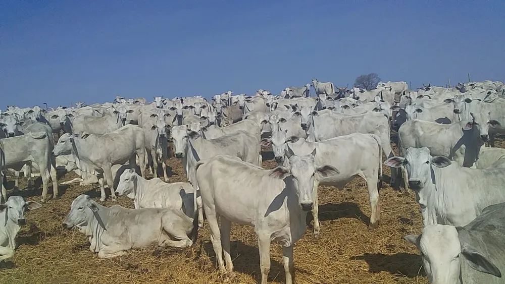 Fazenda, 1 quarto - Foto 4