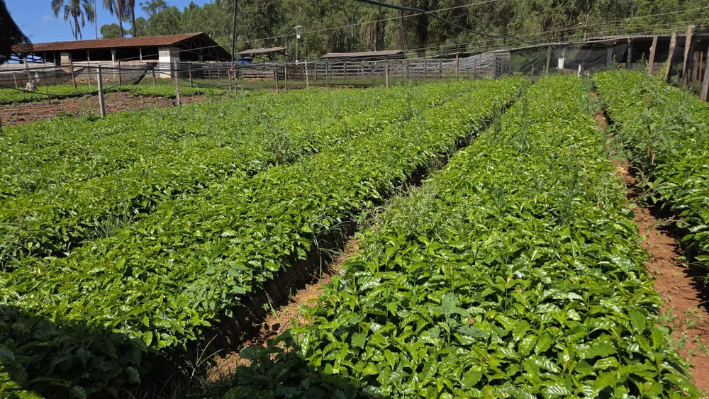 Fazenda, 1 quarto - Foto 2