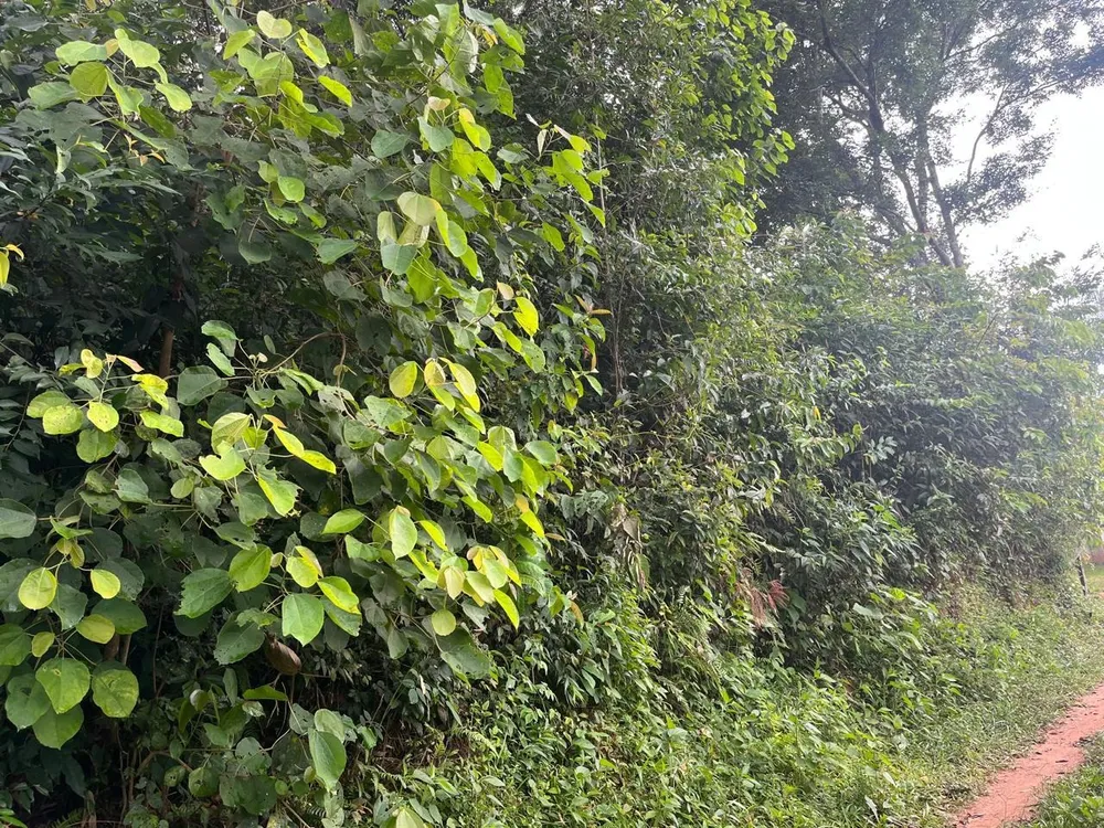 Terreno, 5500 m² - Foto 8
