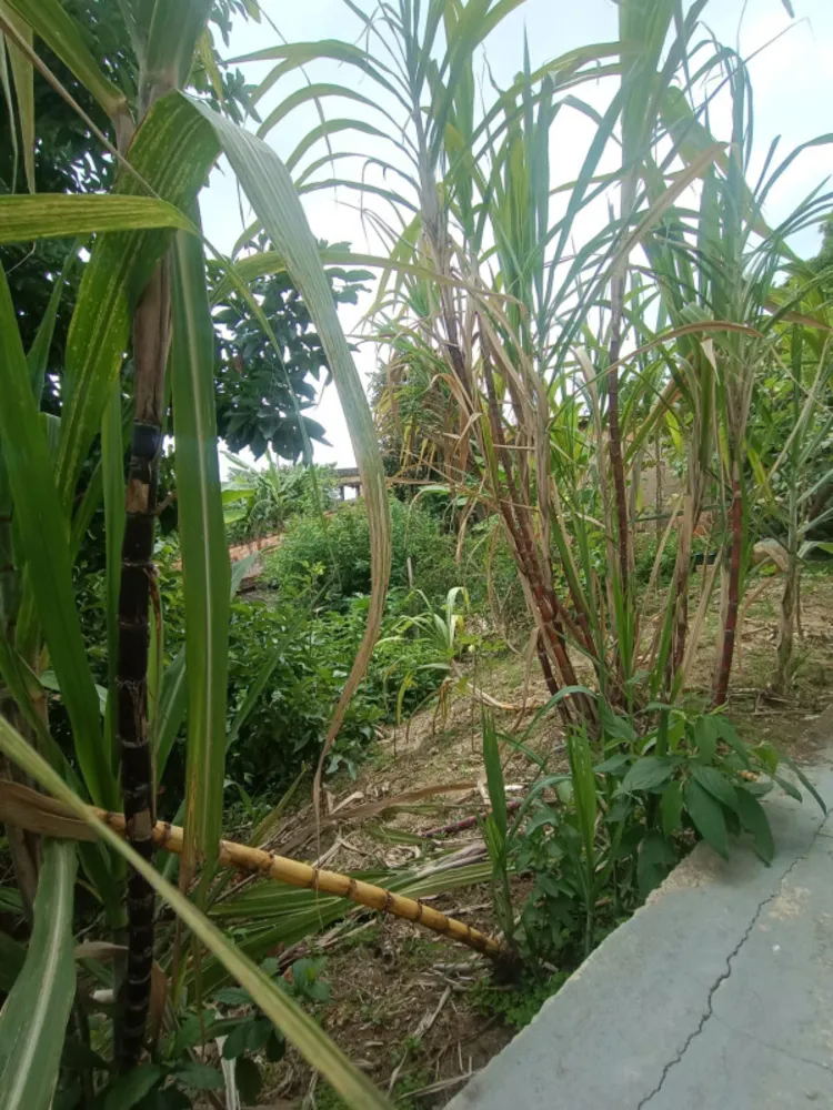 Casa, 3 quartos, 360 m² - Foto 6