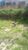 Terreno, 200 m² - Foto 3