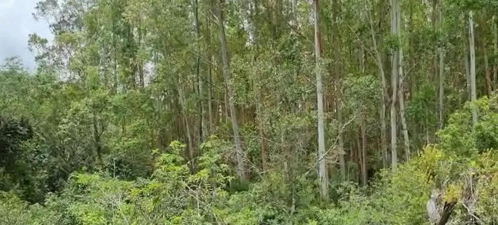 Fazenda, 320 hectares - Foto 4