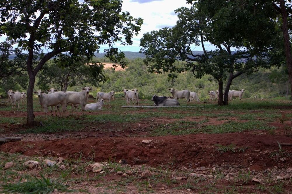 Terreno à venda - Foto 4