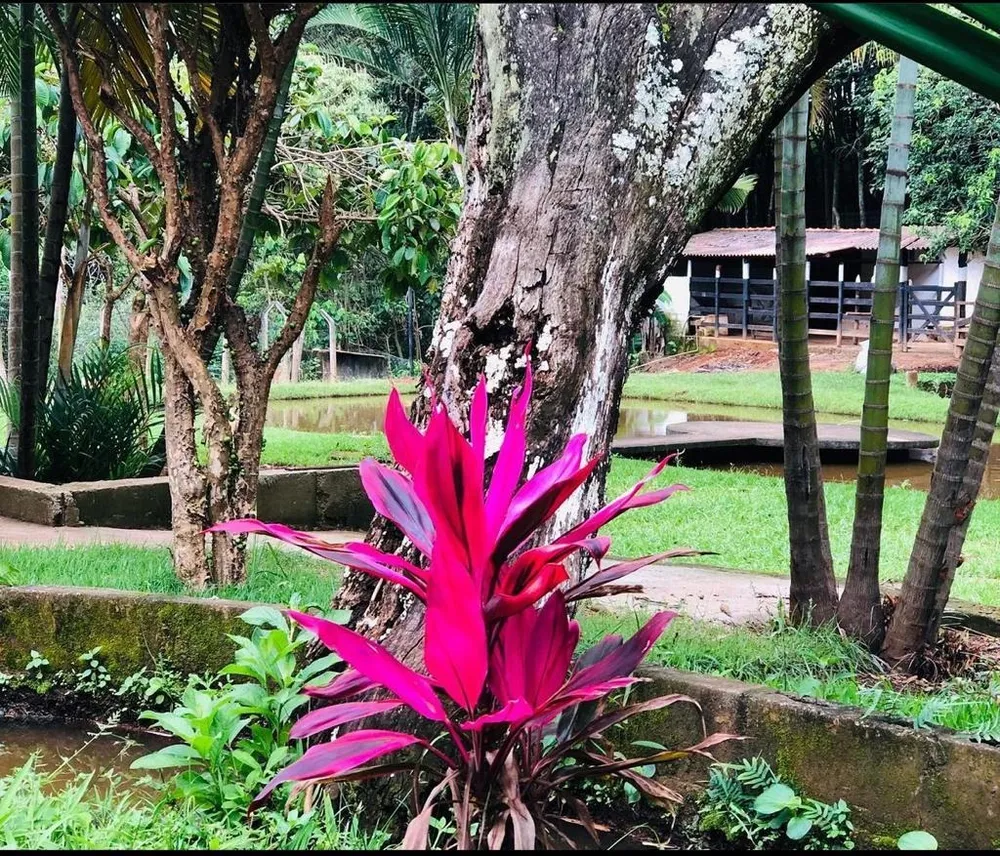 Chácara, 4 quartos, 2 hectares - Foto 4