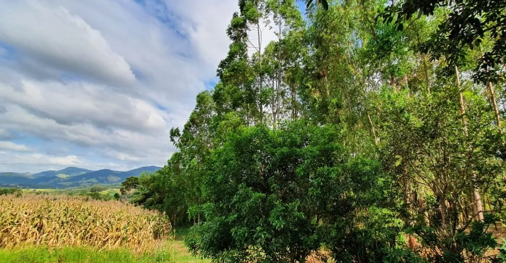 Terreno, 40 hectares - Foto 6