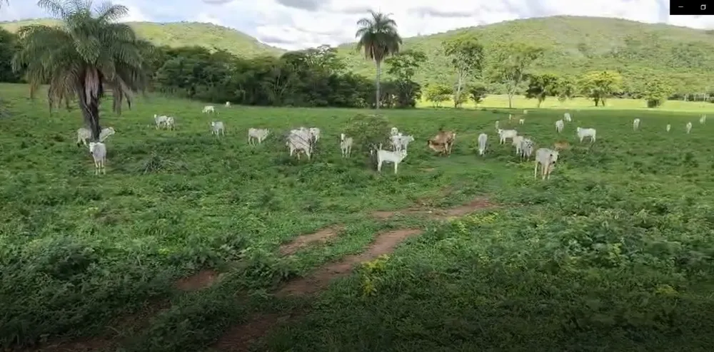 Fazenda, 201 hectares - Foto 6