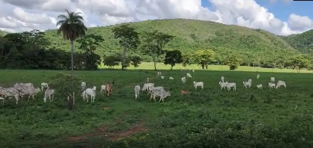 Fazenda, 201 hectares - Foto 8