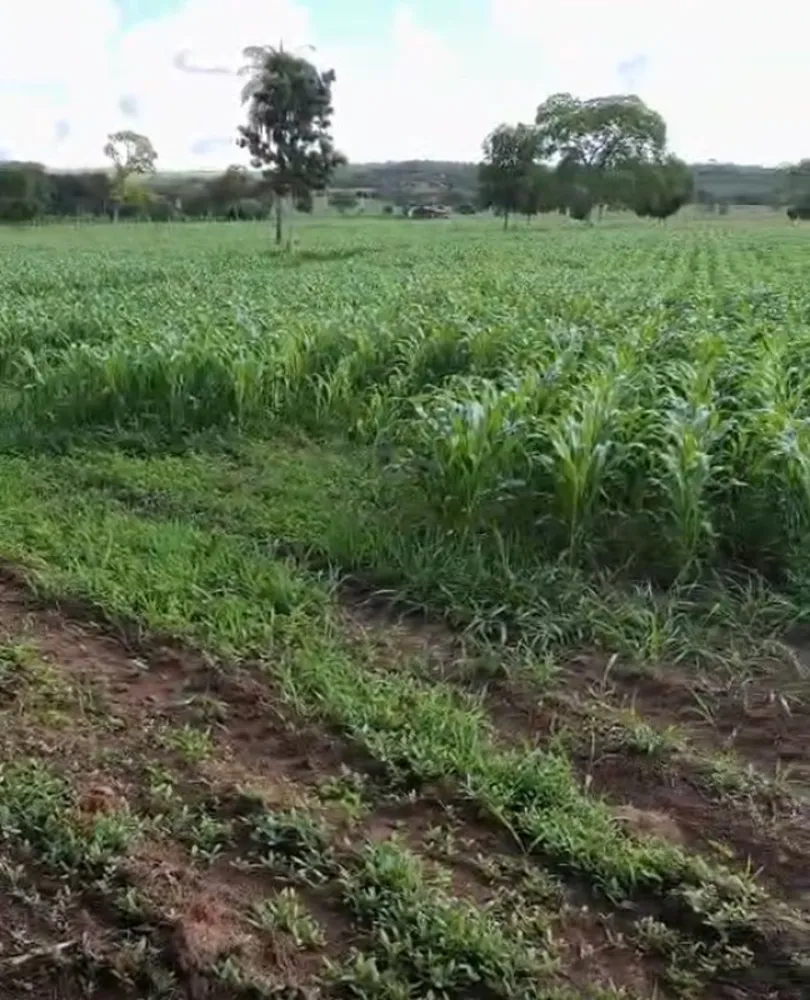 Fazenda, 201 hectares - Foto 4