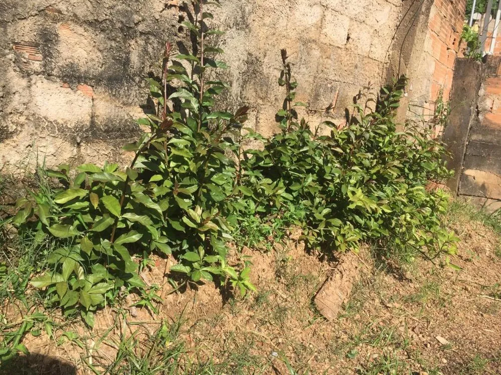 Casa, 2 quartos, 254 m² - Foto 13