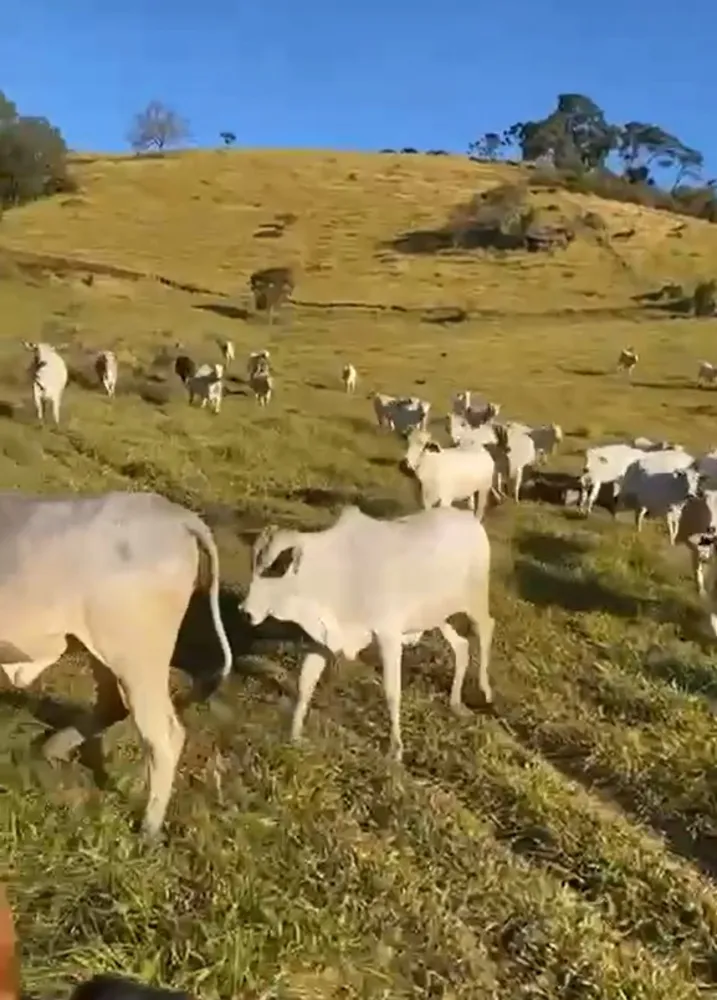 Fazenda, 269 hectares - Foto 14