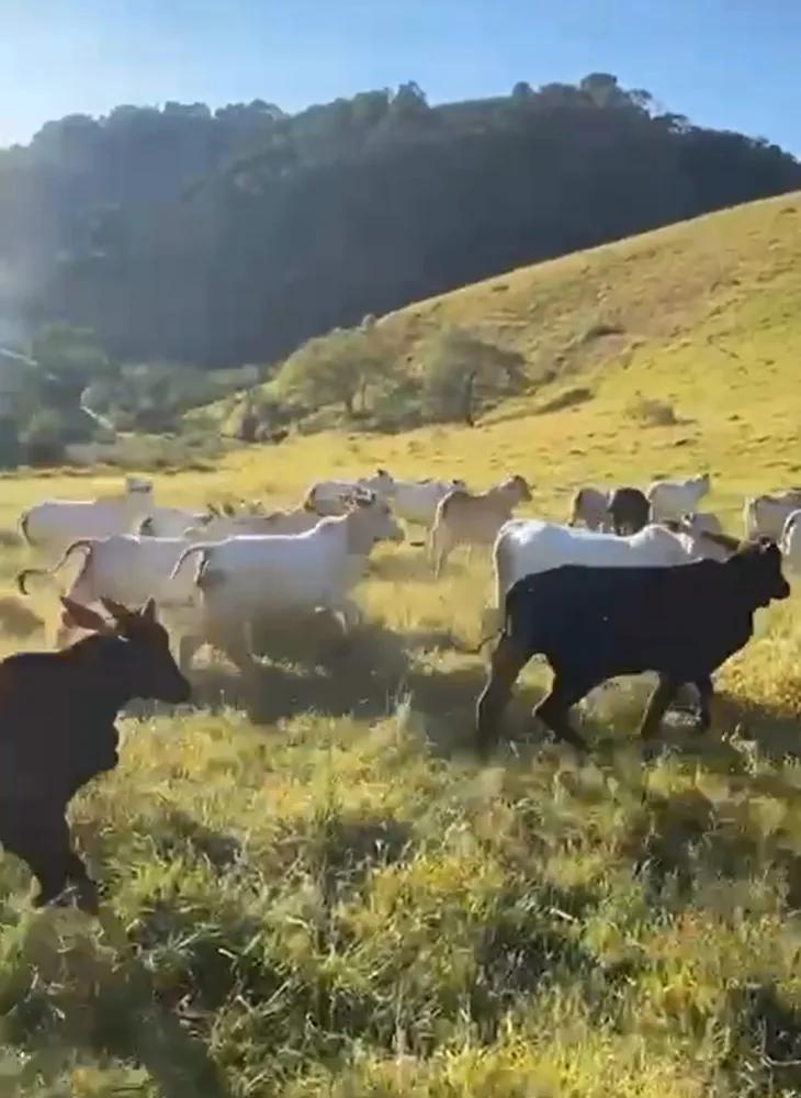 Fazenda, 286 hectares - Foto 8