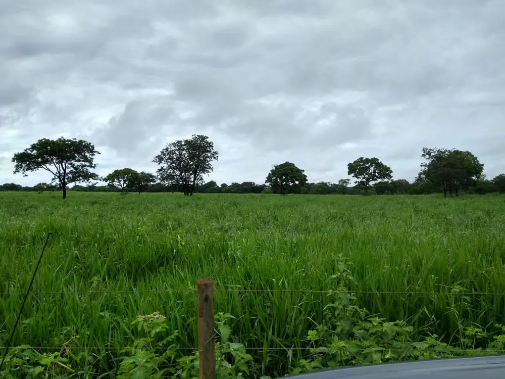 Fazenda, 620 hectares - Foto 4