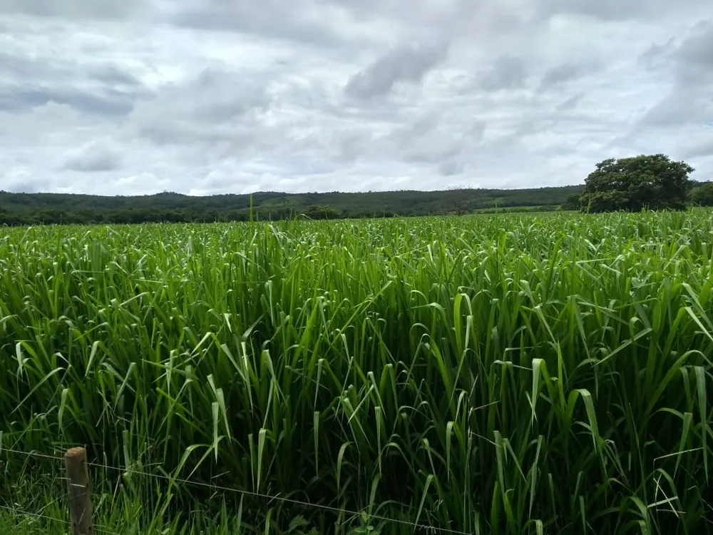 Fazenda, 620 hectares - Foto 2