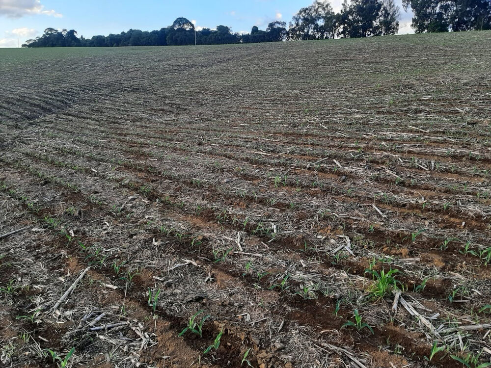 Fazenda à venda com 1 quarto, 560000m² - Foto 9