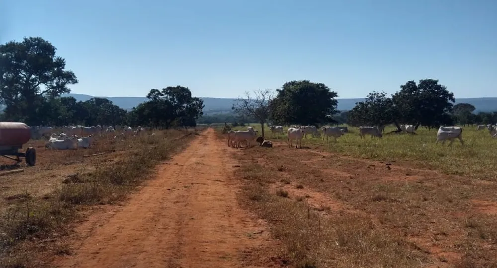 Fazenda, 3150 hectares - Foto 6