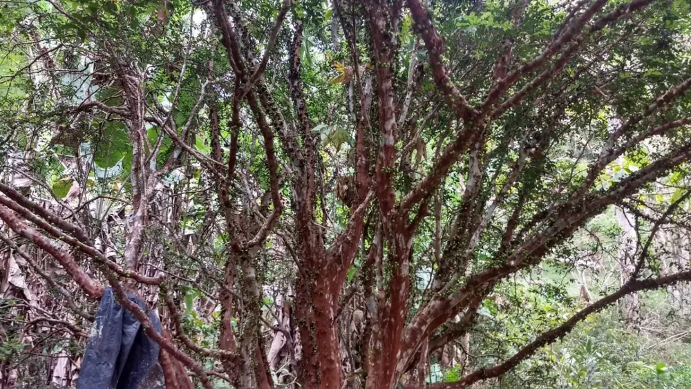 Fazenda, 385 hectares - Foto 20