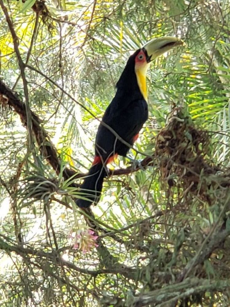 Sítio, 2 quartos, 3980 m² - Foto 1