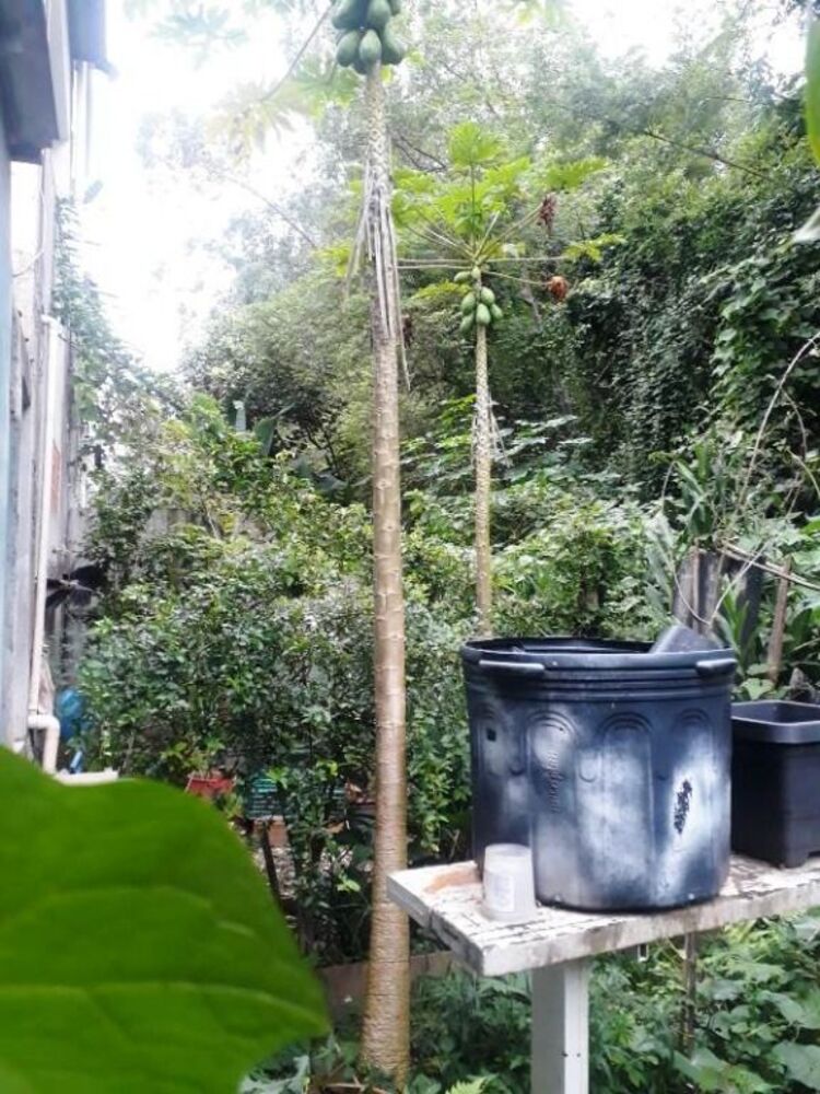 Casa à venda com 2 quartos, 100m² - Foto 40