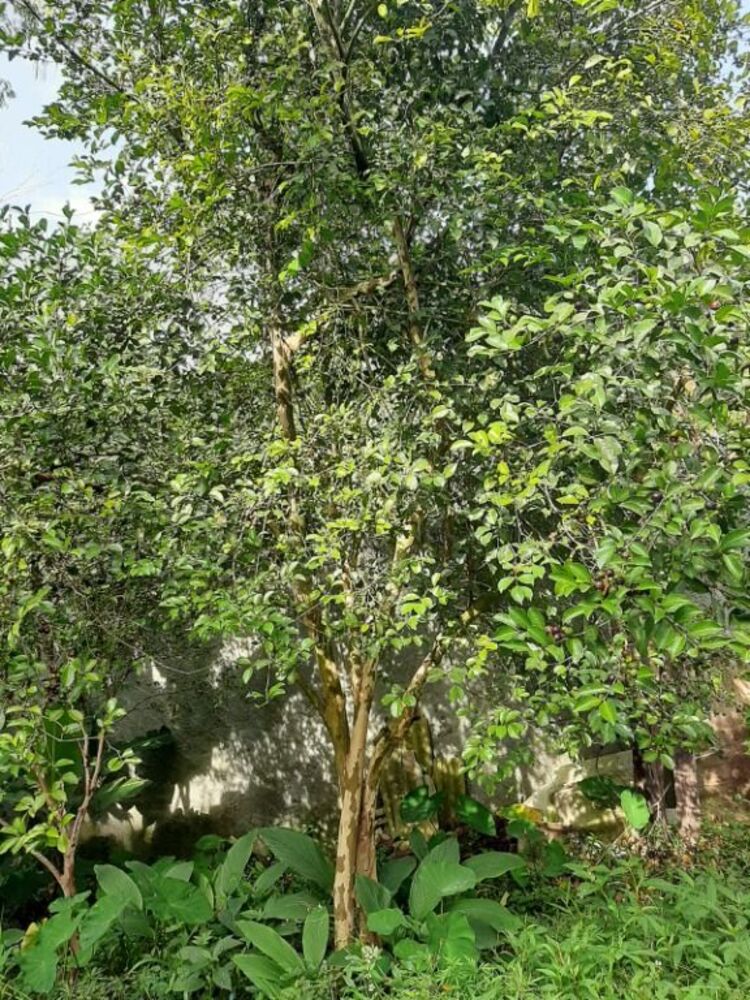 Terreno, 505 m² - Foto 2