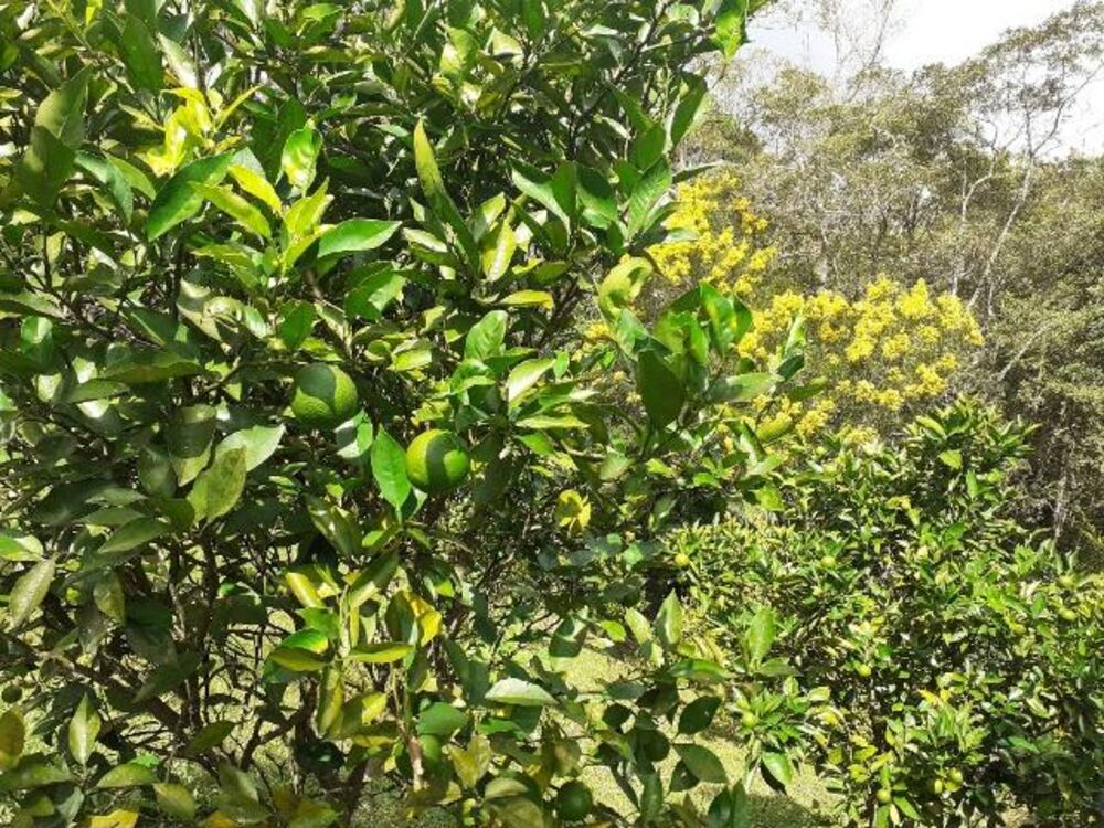 Sítio, 2 quartos, 9 m² - Foto 10