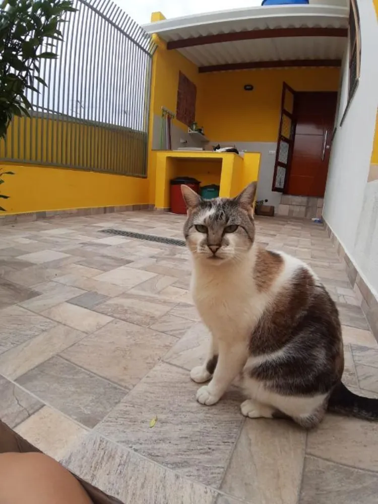 Sobrado, 2 quartos, 154 m² - Foto 4