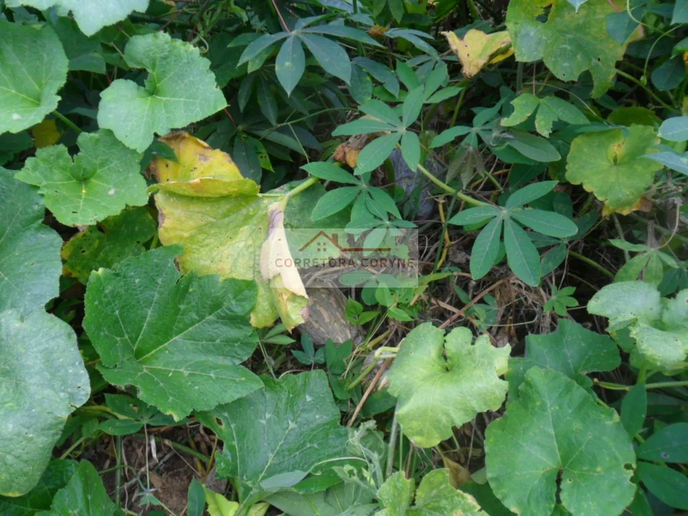 Chácara, 2 quartos, 7000 m² - Foto 22